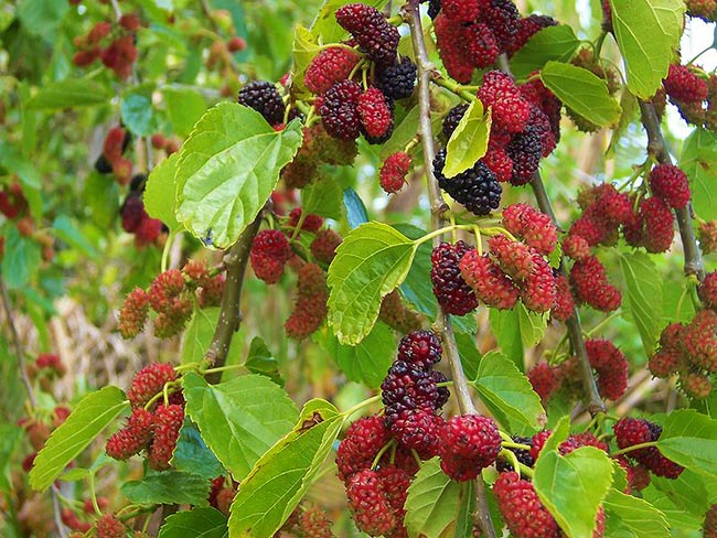 mulberries-on-tree