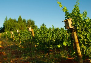 Maresh Vineyard bird houses