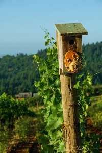 Maresh Vineyard birdhouse