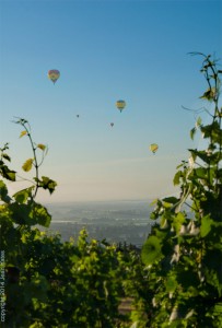 Maresh VIneyard view- balloons