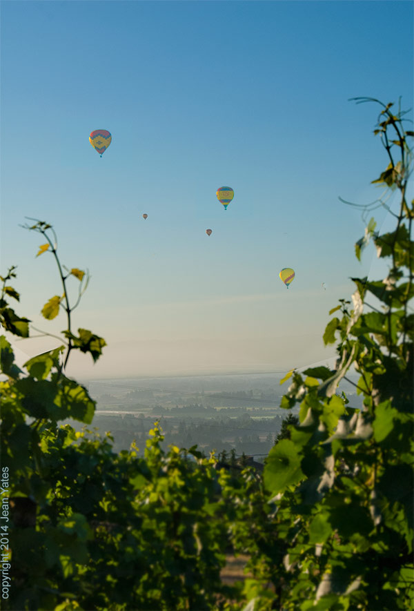 Maresh VIneyard view- balloons