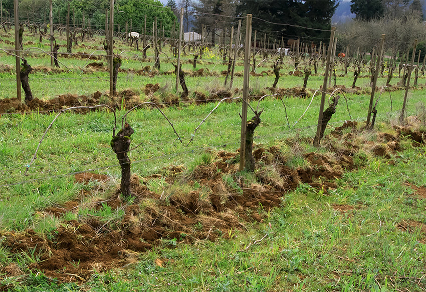 maresh-spring-2015-tilled-vinesrows-850p