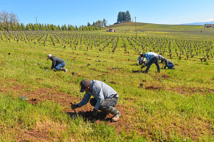 Maresh-planting-towards-erathsA-900p